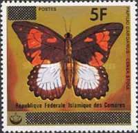 African Swallowtail (Papilio dardanus ssp. cenea)