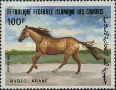 Anglo-Arabian (Equus ferus caballus)
