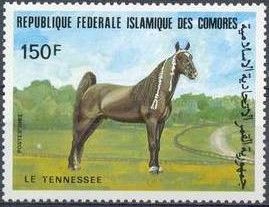 Tennessee Thoroughbred (Equus ferus caballus)