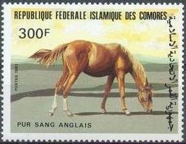 Thoroughbred (Equus ferus caballus)