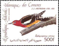 "Sphyrapicus varius" - (see Description)