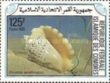 Silver Conch (Strombus lentiginosus)