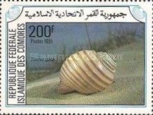 Giant Tun (Tonna galea)