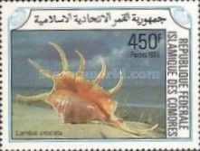 Orange Spider Conch (Lambis crocata)