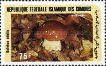 Cep (Boletus edulis)