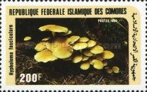 Hypholoma fasciculare