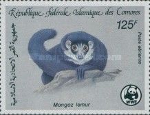 Mongoose Lemur (Eulemur mongoz)