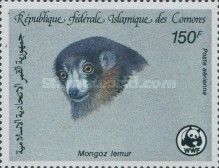 Mongoose Lemur (Eulemur mongoz)