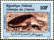 Green sea turtle (Chelonia mydas)