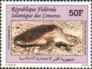 Green sea turtle (Chelonia mydas)
