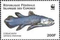 West Indian Ocean coelacanth (Latimeria chalumnae)