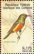 Regal Sunbird (Cinnyris regius)
