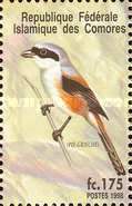 Long-tailed Shrike (Lanius schach)