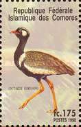 White-quilled Bustard (Eupodotis afraoides)