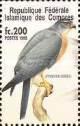 Shikra (Accipiter badius)
