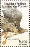 Red-tailed Hawk (Buteo jamaicensis)