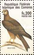Black Kite (Milvus migrans)