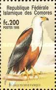 African Fish Eagle (Haliaeetus vocifer)
