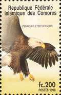 Bald Eagle (Haliaeetus leucocephalus)