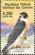 Peregrine Falcon (Falco peregrinus)