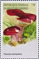 Russula xerampelina