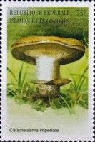 Catathelasma imperiale