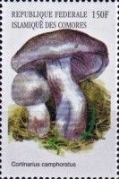 Cortinarius camphoratus