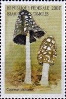 Coprinus picaceus
