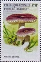Russula cavipes