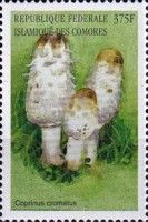 Shaggy ink Cap (Coprinus cromatus)