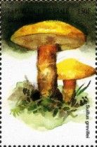 Suillus grevillei