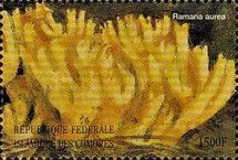 Ramaria aurea