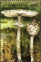 Macrolepiota procera
