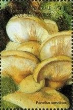 Olive Oysterling (Panellus serotinus)