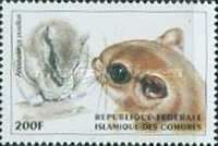 Dwarf scaly-tailed squirrel (Anomalurus pusillus)