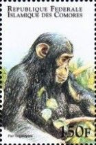 Pan troglodytes