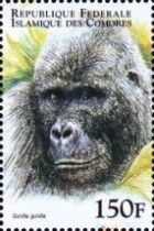 Gorilla gorilla