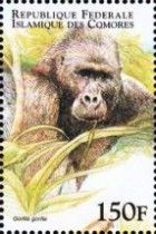 Gorilla gorilla