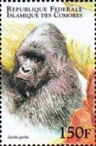 Gorilla gorilla