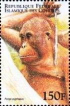 Bornean Orangutan (Pongo pygmaeus)