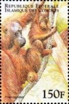 Bornean Orangutan (Pongo pygmaeus)