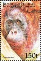 Bornean Orangutan (Pongo pygmaeus)