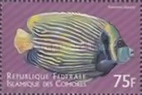 Emperor angelfish (Pomacanthus imperator)