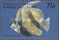 Red Sea bannerfish (Heniochus intermedius)