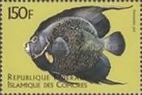 French Angelfish (Pomacanthus paru)