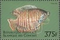 Dwarf Gourami (Trichogaster lalius)