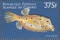 Ostracion tuberculatus