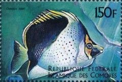 Chaetodon tinkeri
