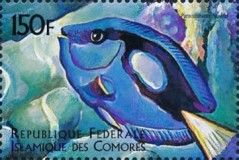 Paracanthurus hepatus