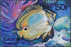 Chaetodon plebeius